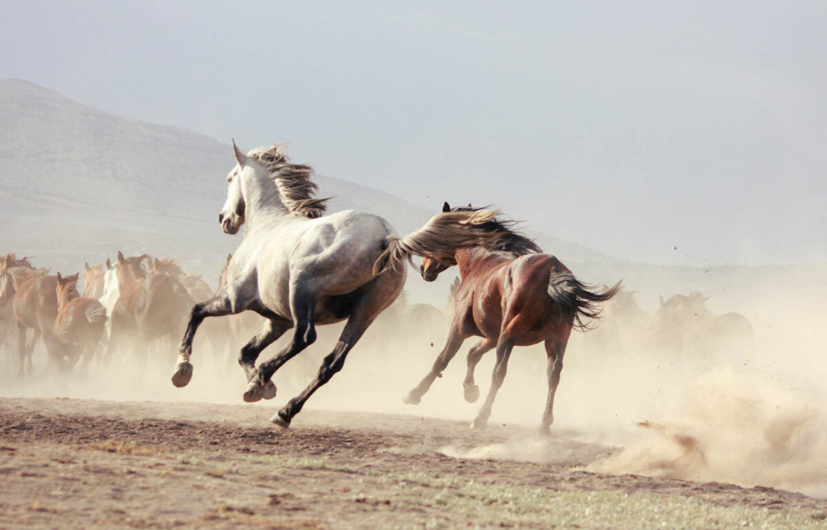 Drone filming a horse running gracefully
